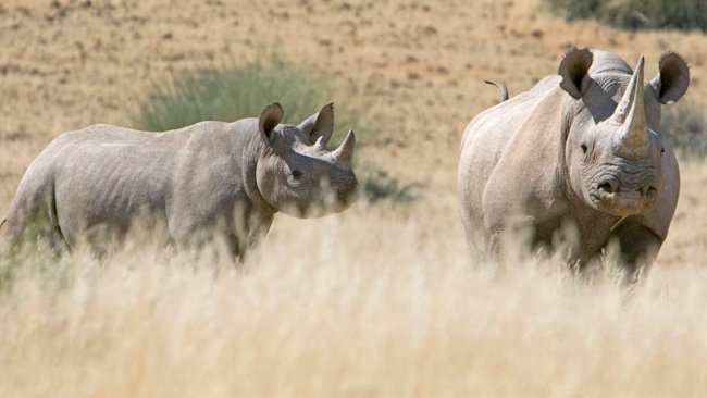 Namibia: In Search of the Desert Rhino