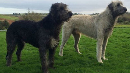 Two Regal Irish Wolfhounds Join Ashford Castle's Estate