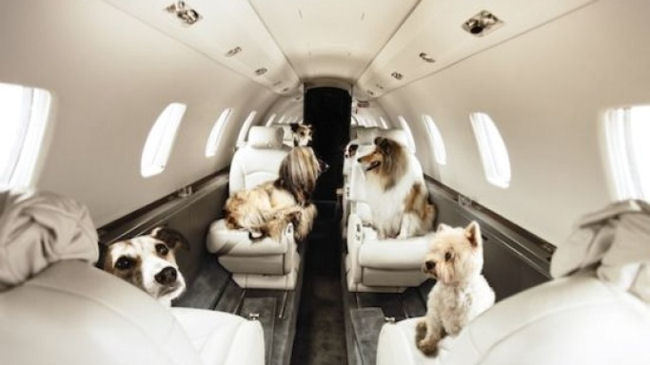 Pets on Jets for National Puppy Day on March 23