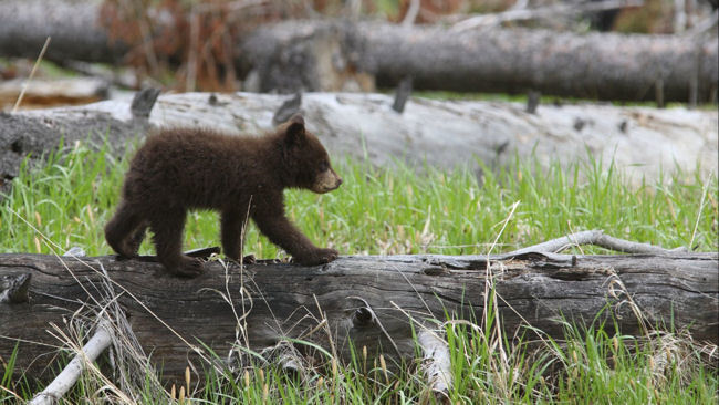 Summer Safaris in Jackson Hole, Wyoming