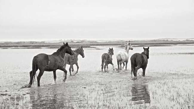 The Wild Horses of Cumberland Island