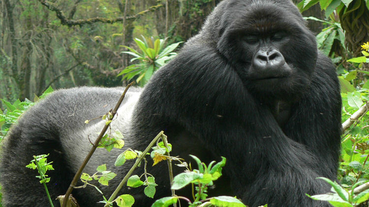 The Best Seasons to See Gorillas in Africa