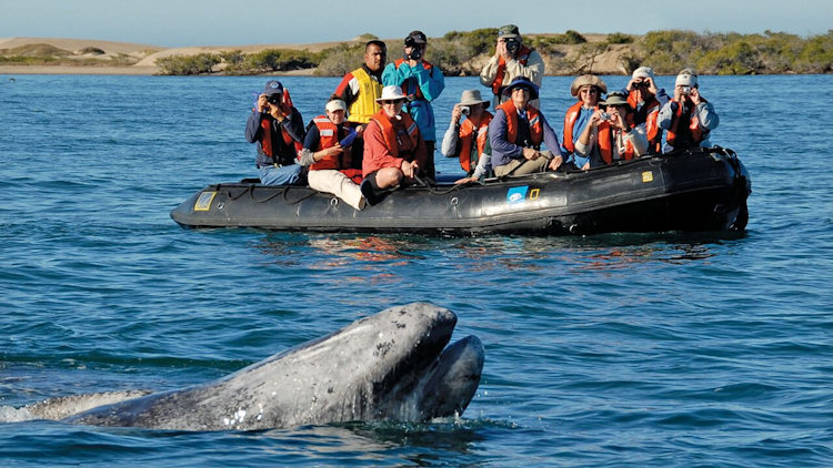 Lindblad Expeditions Offers Extraordinary Whale Watching Voyage 