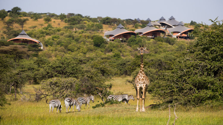 An Early Arrival for The Great Migration in Kenya