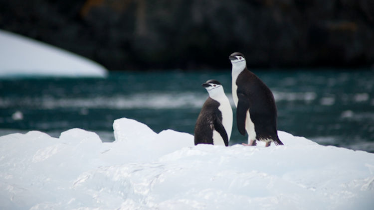 How to Make Sure Your Antarctic Adventure is One to Remember