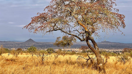 East African Eden: A Safari at Lolkisale Camp, in Tarangire National Park, Tanzania