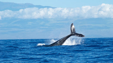 Pacific Whale Foundation Announces 2023 Maui Whale Festival