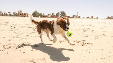 From Paws to Wheels: Top Destinations in Dubai to Travel with Your Furry Friends