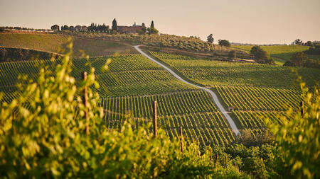 A Gourmet Journey Through Tuscany: Fine Dining, Vineyards, and Italian Elegance