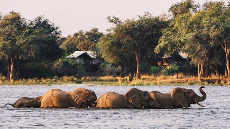 A Traditional Safari, Remote and Game Rich: Anabezi Camp, Lower Zambezi National Park, Zambia 
