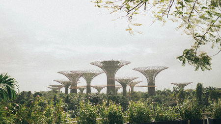 The Green Singapore Tourists Miss: A Journey Through the City’s Unexpected Nature Trails