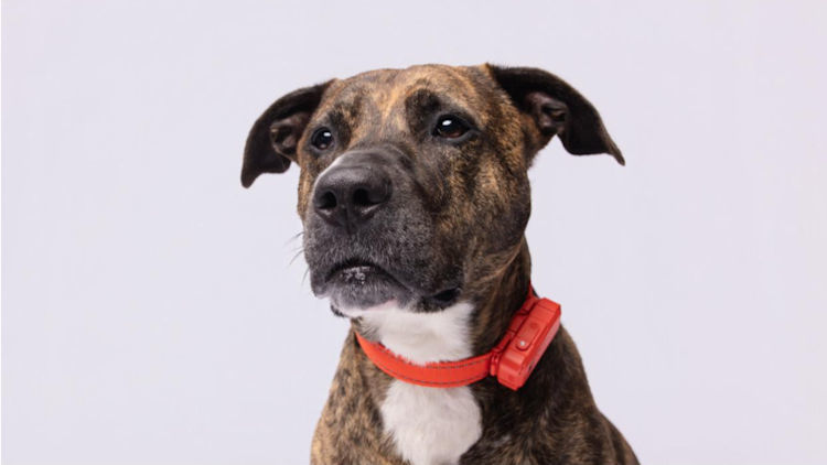 SATELLAI Collar Go for Dog Walks and Park Visits