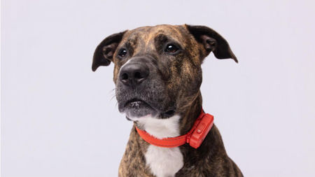 SATELLAI Collar Go for Dog Walks and Park Visits