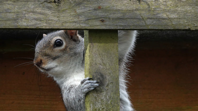 How Do Wildlife Removal Experts Safely Handle Animals In Residential Areas? 