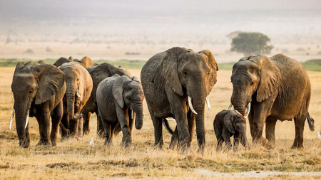 Making the Most of a Kenya Safari Holiday