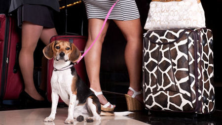 Jet Set Pet: THEhotel at Mandalay Bay Introduces Dog-Friendly Suites
