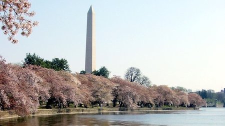 National Cherry Blossom Festival Celebrates 100th Anniversary