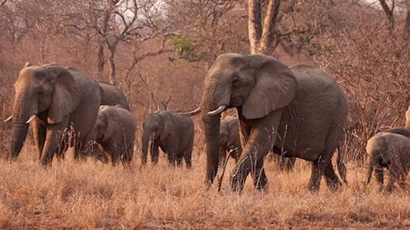 African Travel Knows That Every Day is Mother's Day for Elephants