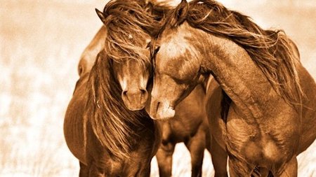 The Wild Horses of Sable Island, Book and Museum Exhibit