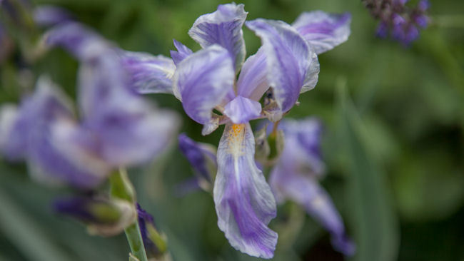 The Ritz-Carlton, Bachelor Gulch Debuts Summer Wildflower Program