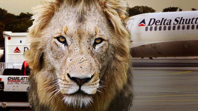 Delta Air Lines Bans Big Game Hunting Trophies