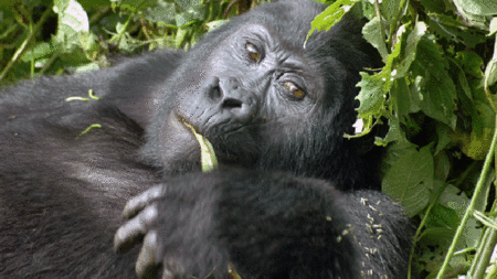 Gorilla Trekking: Seven Tips for the Trip of a Lifetime