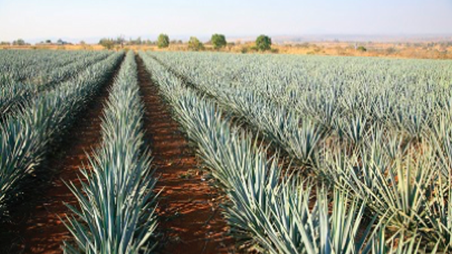 Grand Velas Riviera Nayarit Offers Exclusive Tequila Experience 