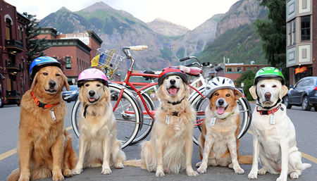'Best in Show' Alpine Pet Package Offered by The Hotel Telluride 