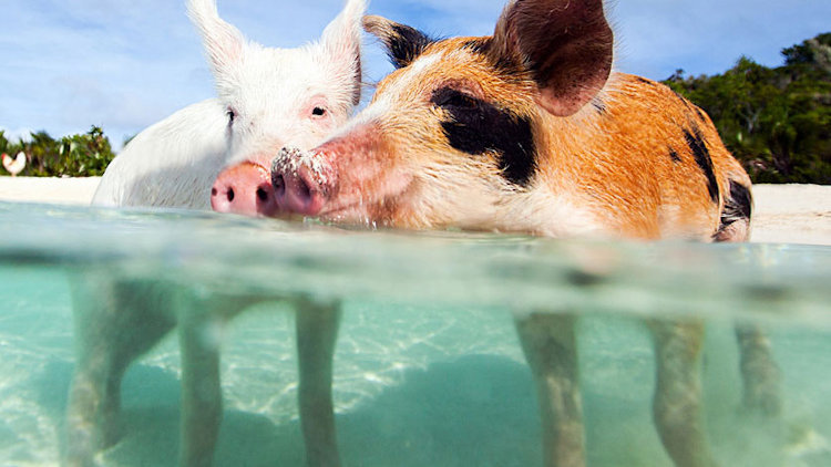 Meet the Most Instagrammed Pigs in Exuma with Grand Isle Resort & Spa