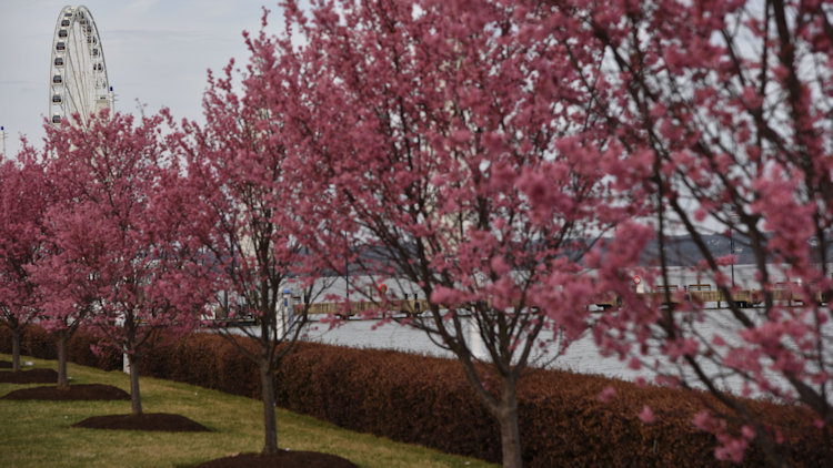 National Harbor to Celebrate Cherry Blossoms, March 17 to April 17 