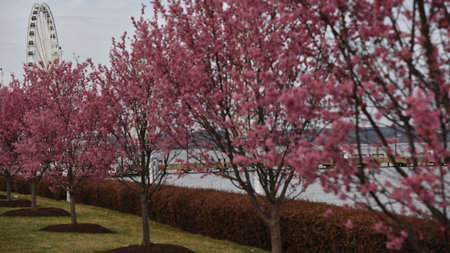 National Harbor to Celebrate Cherry Blossoms, March 17 to April 17 