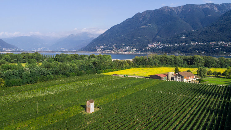 14 Unique Wine Experiences Across Switzerland
