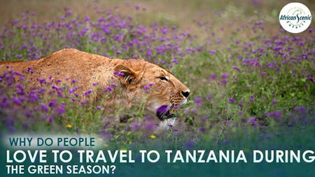 Why Do People Love to Travel to Tanzania During the Green Season?