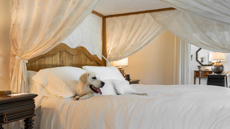 Luxury Hotels Rolling Out VIP Experiences for Four-Legged Guests