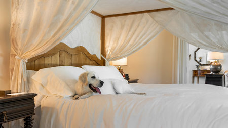 Luxury Hotels Rolling Out VIP Experiences for Four-Legged Guests