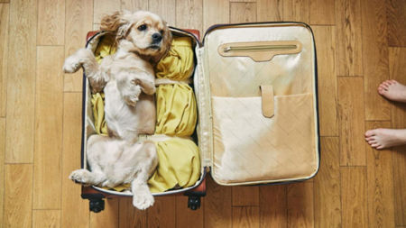 Planning The Perfect Luxury Escape With Your Dog: Tips For Stress-Free Travel Together