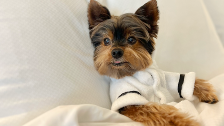 InterContinental Miami Unveils New Luxury Experiences for Dogs