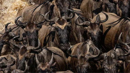 How Many Days Does a Tanzania Safari Actually Need?