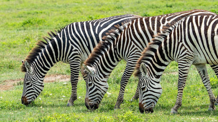 Beyond the Canvas: Crafting the Ultimate East African Safari Experience