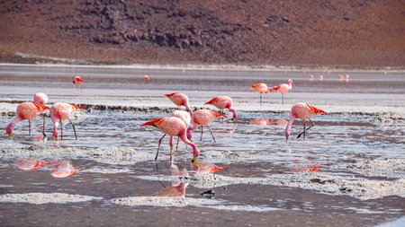 Atacama and Uyuni: A Remarkable Journey Through Chile and Bolivia