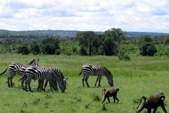 Saruni - Masai Mara Reserve, Kenya - Luxury Safari Camp-slide-13