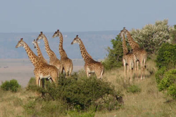 Saruni - Masai Mara Reserve, Kenya - Luxury Safari Camp-slide-4