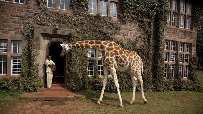 Giraffe Manor - Nairobi, Kenya - Luxury Safari Lodge-slide-9