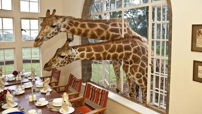 Giraffe Manor - Nairobi, Kenya - Luxury Safari Lodge-slide-11