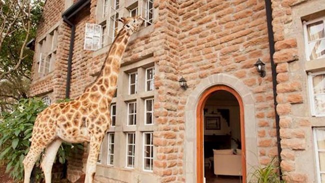 Giraffe Manor - Nairobi, Kenya - Luxury Safari Lodge-slide-6