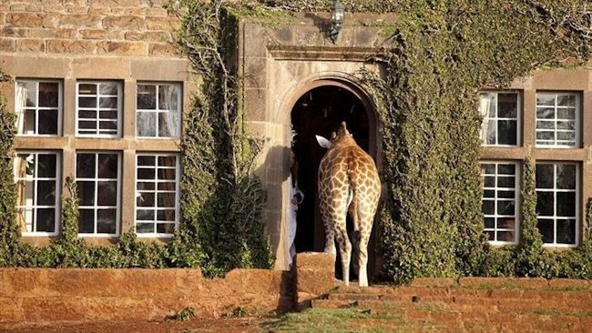 Giraffe Manor - Nairobi, Kenya - Luxury Safari Lodge-slide-3