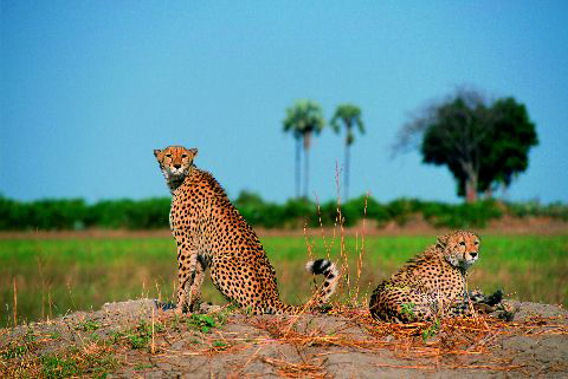 Mombo Camp & Little Mombo - Moremi Reserve, Okavango Delta, Botswana-slide-3