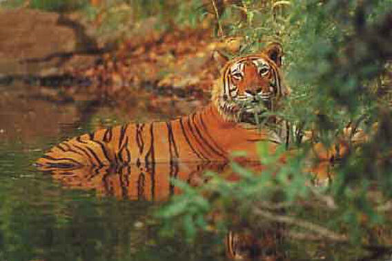 Baghvan - Pench National Park, India - Wilderness Safari Lodge -slide-1