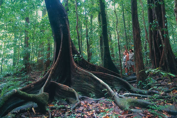 Silky Oaks Lodge - Daintree National Rainforest, Queensland, Australia - Luxury Spa Resort-slide-7