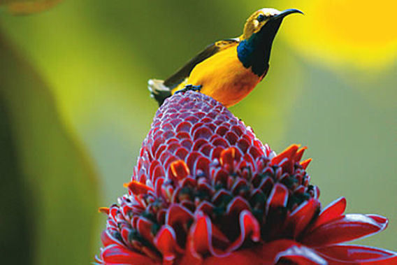 Silky Oaks Lodge - Daintree National Rainforest, Queensland, Australia - Luxury Spa Resort-slide-6